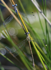 Southern Spreadwing